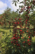 Obstgarten mit Kirschbäumen