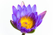 Purple lotus flower and white background. Purple lotus flower and white background.