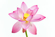 Pink water lily flower (lotus) and white background. Pink water lily flower (lotus) and white background.