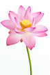 Pink water lily flower (lotus) and white background.