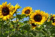 Blühende Sonnenblumen (Helianthus)
