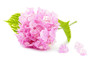 pink  Hydrangea from the garden on white