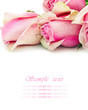 pink rose