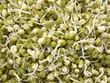 Green mung beans sprouts