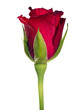 single red rose head isolated on white background