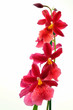 Orchid - Burrageara