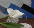 eine weiße Calla