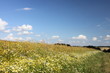Kornfeld Norddeutschland