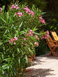 Nice oleander in the garden