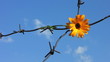 The Flower and barbed wire.