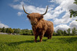Highland cattle