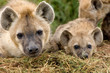 Hyena cubs in Masai Mara Hyena cubs in Masai Mara