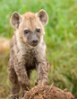 Photo: Hyena cub in Masai Mara Hyena cub in Masai Mara