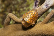 flamingo tongue flamingo tongue