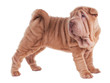 Wrinkled sharpei puppy standing