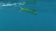 Saltwater Fishing Saltwater Fishing