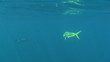 Colorful Underwater Sport Fish Colorful Underwater Sport Fish