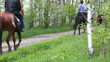 People ride their horses in the woods in summer.