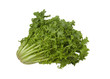 fresh escarole endive on a white background fresh escarole endive on a white background