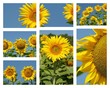 tournesol