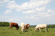 Grazing Beef Cattle Charolais and Limousin