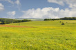 Blossoming grassland in Rouhling Blossoming grassland in Rouhling