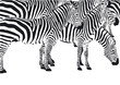 Zebras