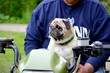 Pug Riding on a Quad