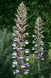 Acanthus mollis, or Bear's Breeches