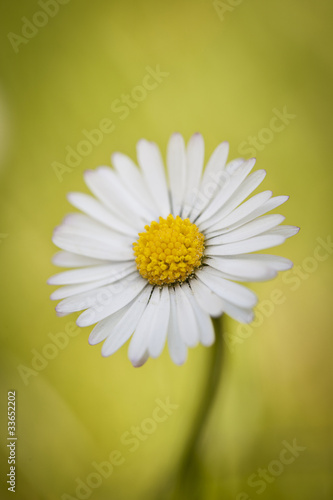 Foto: Bellis perennis Bellis perennis