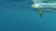 Mahi Mahi Close Up Underwater Mahi Mahi Close Up Underwater