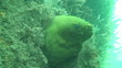 Moray Eel Underwater Moray Eel Underwater