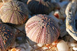 Foto: Sea Urchins Sea Urchins