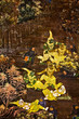 Art thai painting on wall in temple Art thai painting on wall in temple