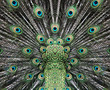 Beautiful peacock tail
