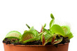 Venus flytrap in a pot