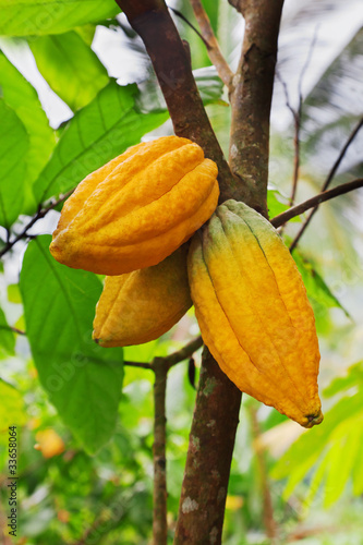 Foto: Cocoa tree with pods Cocoa tree with pods