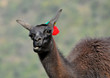 Lama