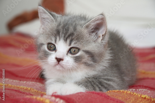 Photo: jeune british shorthair allongé de face jeune british shorthair allongé de face
