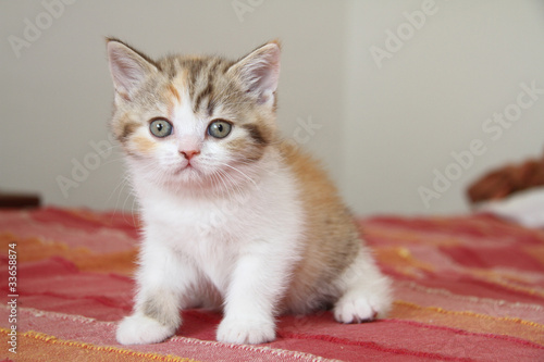 Photo: chaton british shorthair - young cat chaton british shorthair - young cat