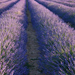 Rangées de Lavande #2