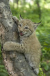 lynx,  kitten  of lynx,  child  of lynx