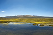 Peruvian swamp