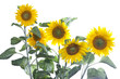 Foto: Sonnenblumen (freigestellt) #1 Sonnenblumen (freigestellt) #1