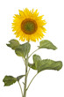 Foto: Sonnenblume (freigestellt) #1 Sonnenblume (freigestellt) #1
