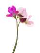 sweet pea flowers