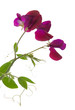 sweet pea flowers