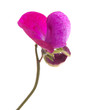 sweet pea flowers