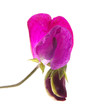 sweet pea flowers