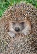 hedgehog